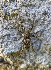 Pardosa