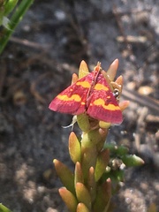 Pyrausta tyralis