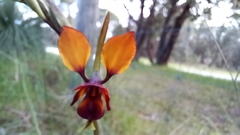 Diuris magnifica