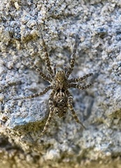 Pardosa