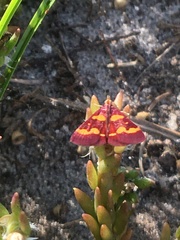 Pyrausta tyralis