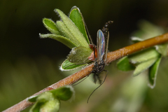 Chironomidae