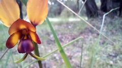 Diuris magnifica