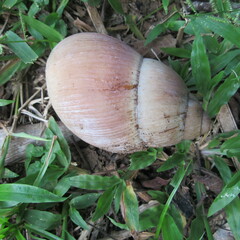 Megalobulimus oblongus