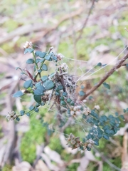Pultenaea gunnii