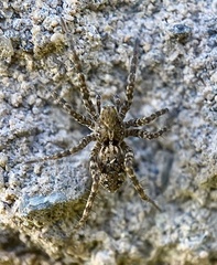 Pardosa