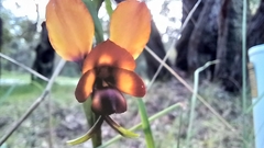 Diuris magnifica