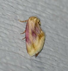 Chamaeclea basiochrea