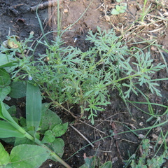 Leucospora multifida