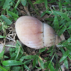 Megalobulimus oblongus