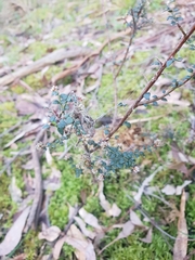 Pultenaea gunnii