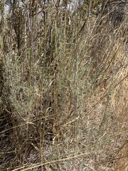 Artemisia tripartita
