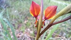 Diuris magnifica