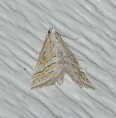 Leptosteges parthenialis