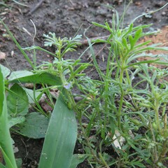 Leucospora multifida