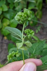 Mirabilis nyctaginea