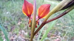 Diuris magnifica