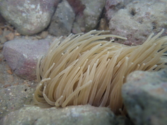 Anemonia viridis