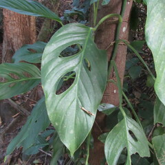 Monstera