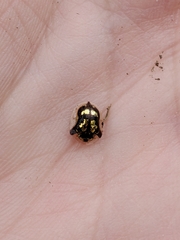 Deloyala guttata