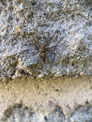 Pardosa