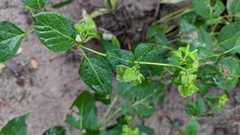 Mirabilis nyctaginea