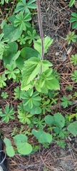 Stevia elatior