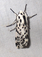 Hypercompe permaculata