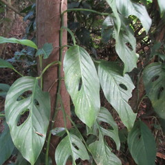 Monstera