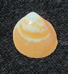 Laevicardium mortoni