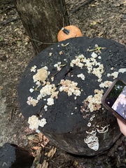 Ductifera pululahuana