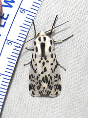 Hypercompe permaculata