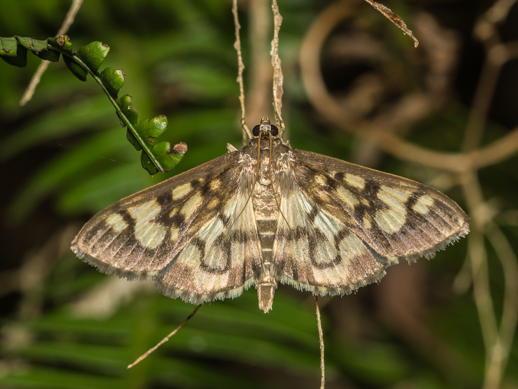 Syllepte taiwanalis