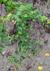 Mirabilis nyctaginea