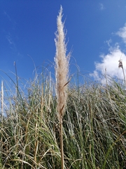 Cortaderia