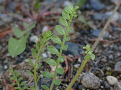 Polemonium pulcherrimum