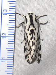 Hypercompe permaculata