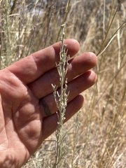 Artemisia tripartita