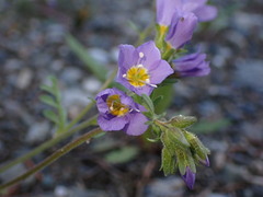 Polemonium pulcherrimum