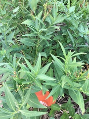 Amsonia tabernaemontana