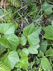Hedera azorica