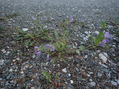 Polemonium pulcherrimum