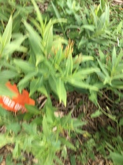 Amsonia tabernaemontana