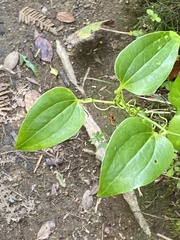 Smilax azorica