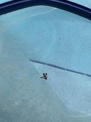 Synanthedon sapygaeformis