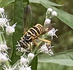 Spilomyia longicornis