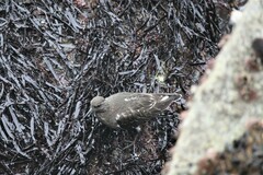 Arenaria melanocephala