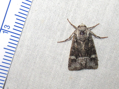 Lacinipolia olivacea