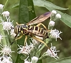 Spilomyia longicornis