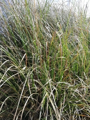 Cortaderia